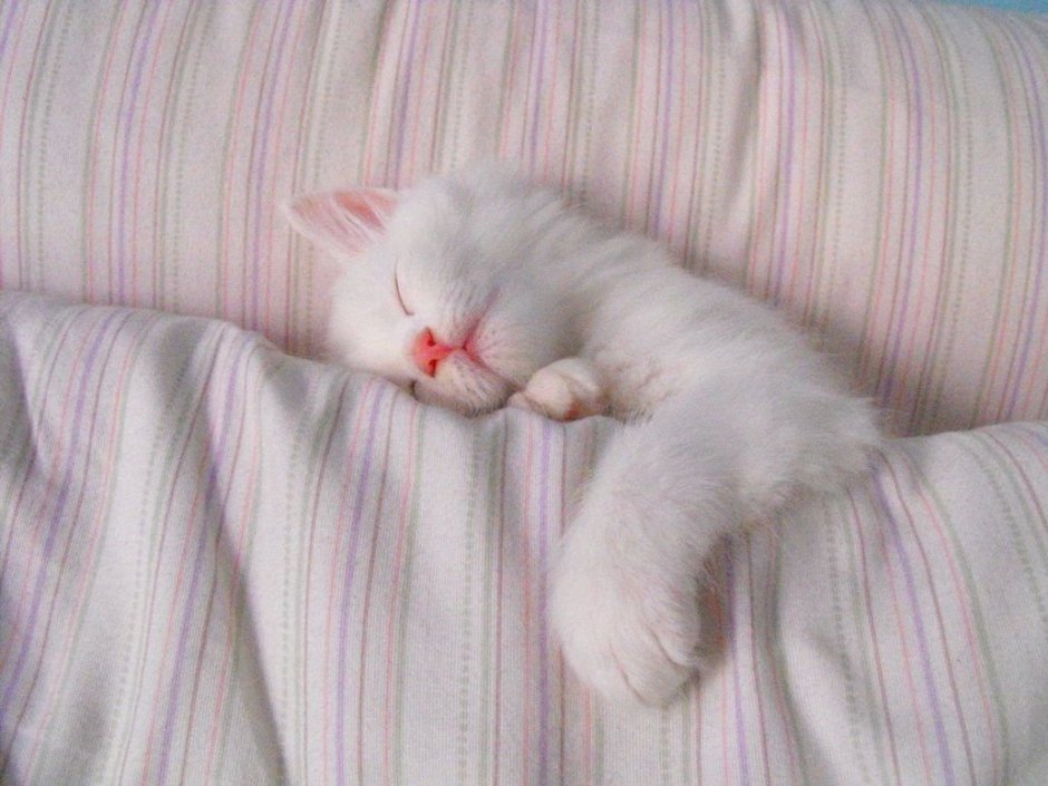 Котенок спит под одеялом