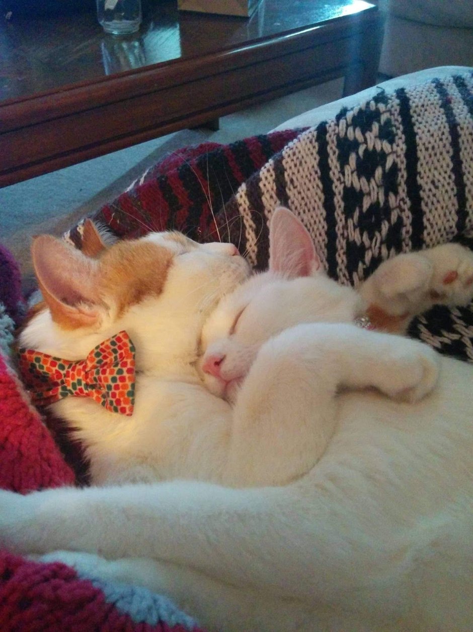 Милый спящий кот