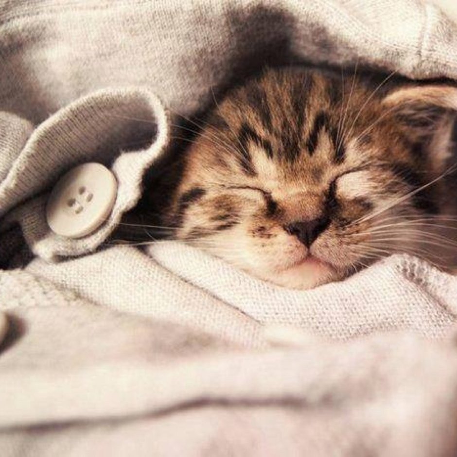 Спящий кот