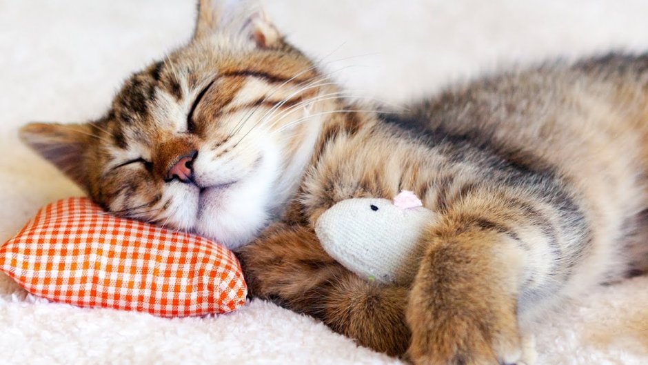 Кошечка спит