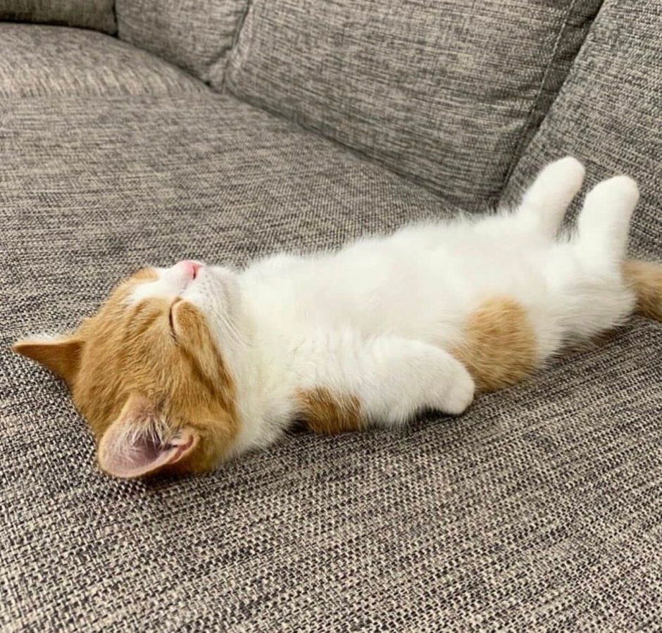 Кошка под одеялом