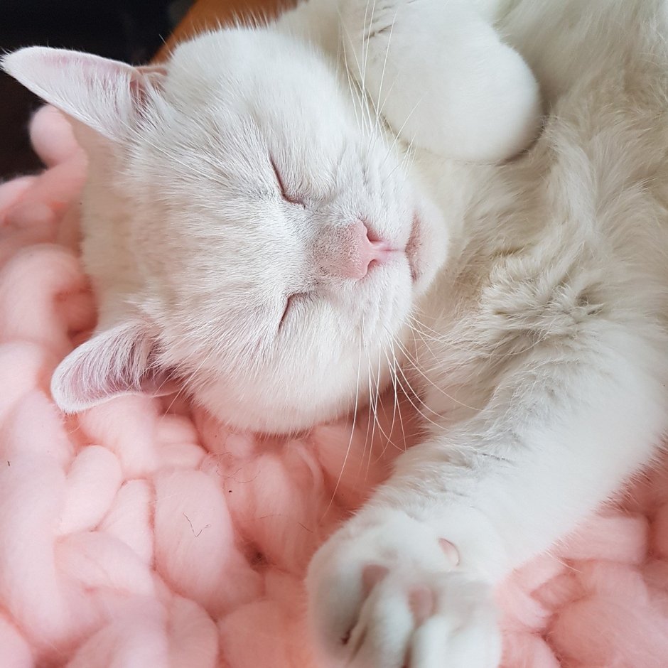 Безмятежный кот