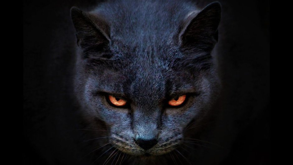 Злая черная кошка