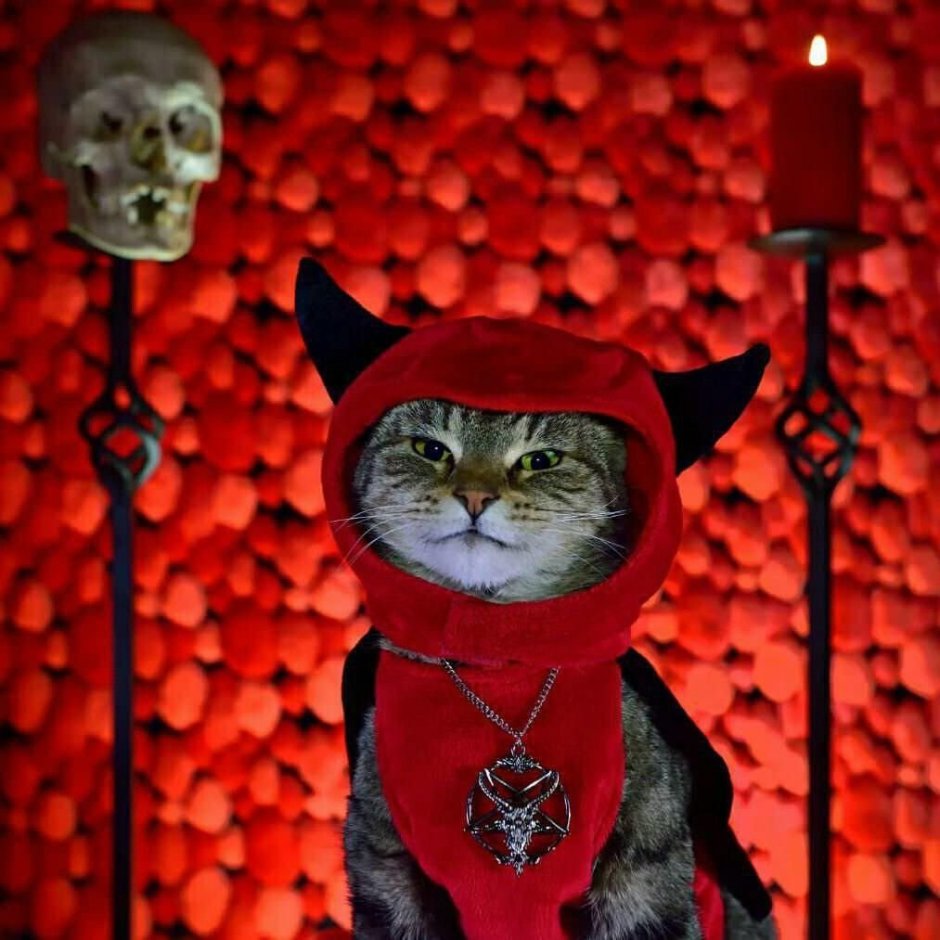 Котенок дьявол