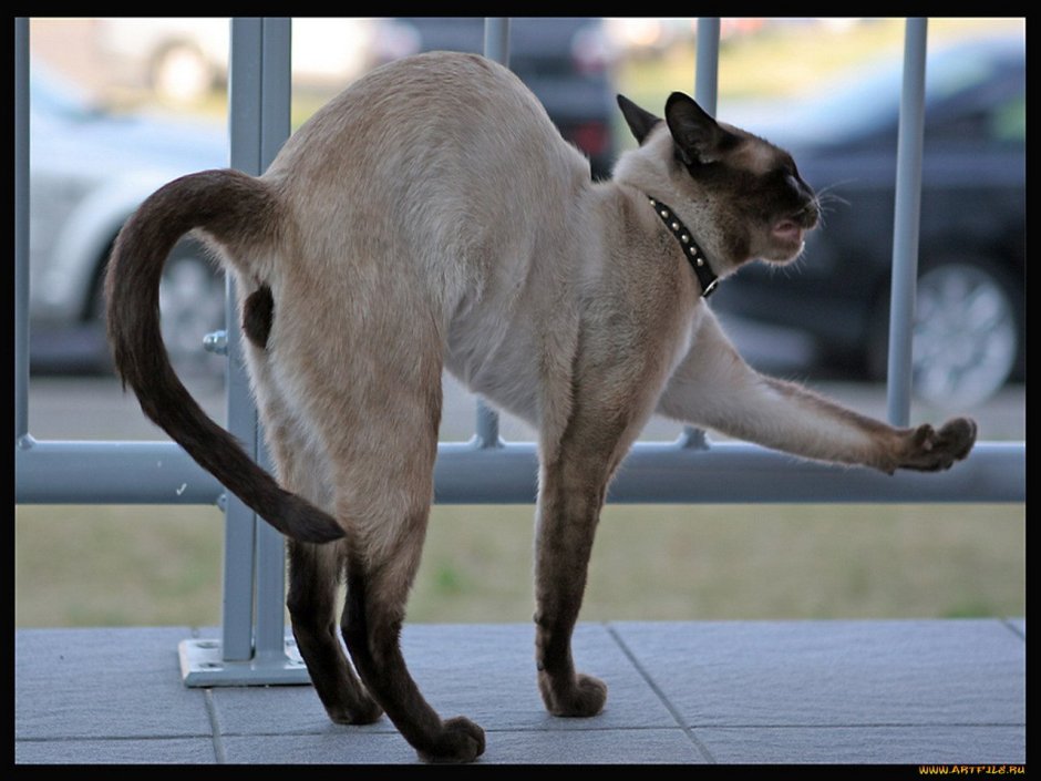 Кот спешит