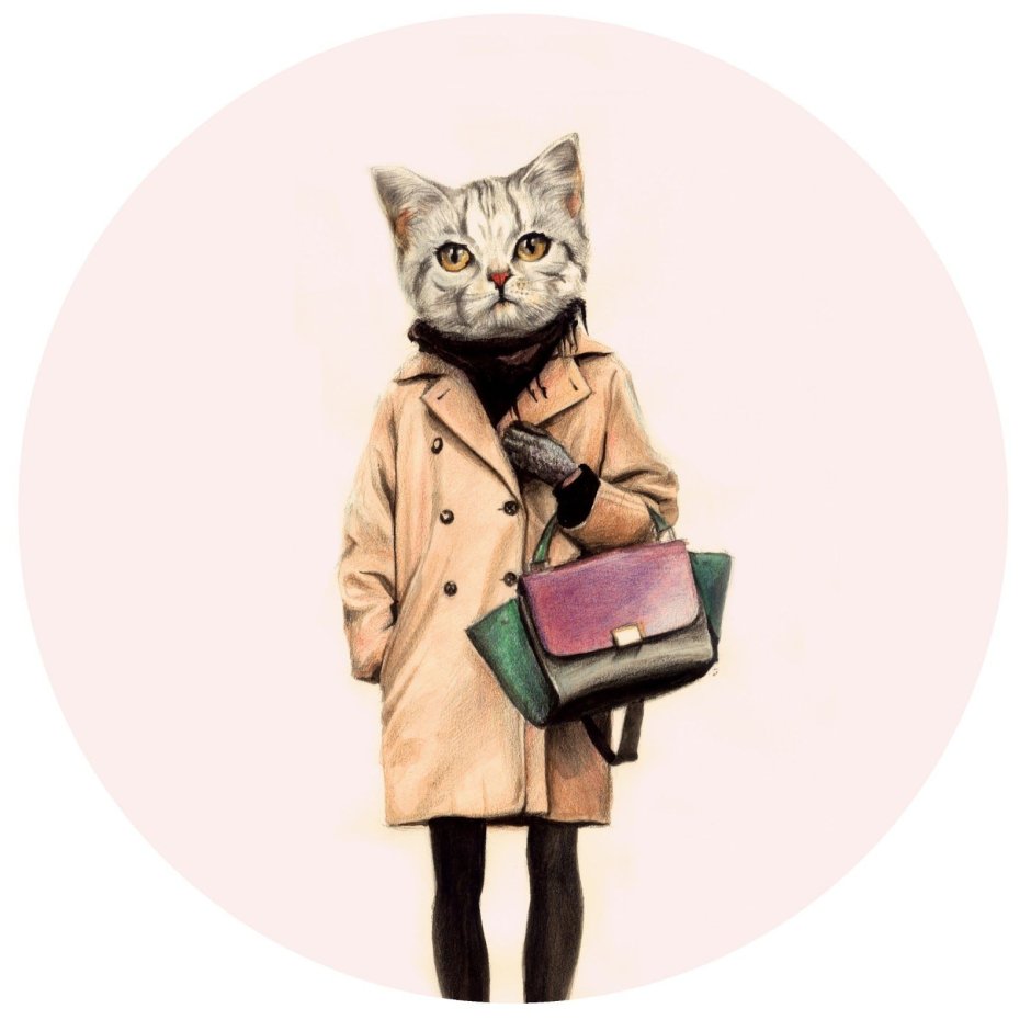 Смешной кот