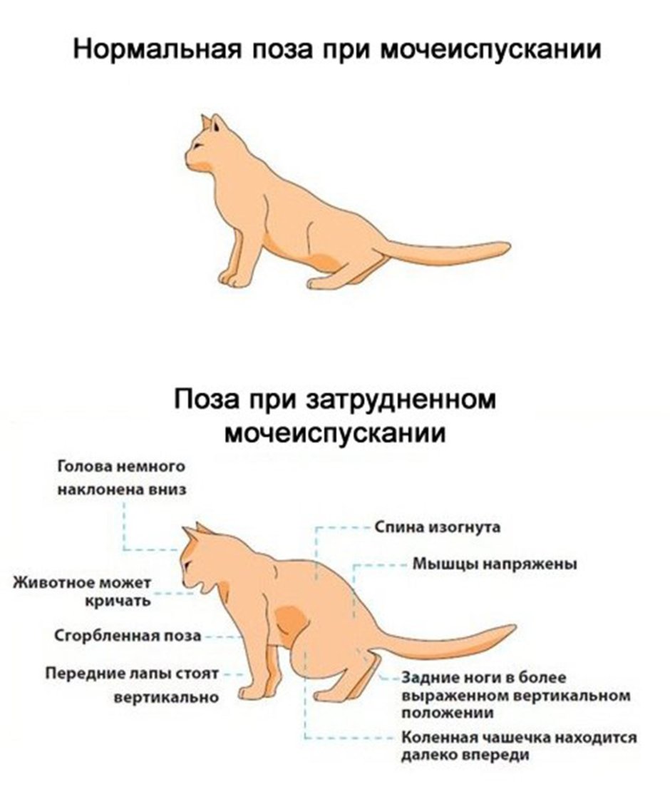 Правильная осанка