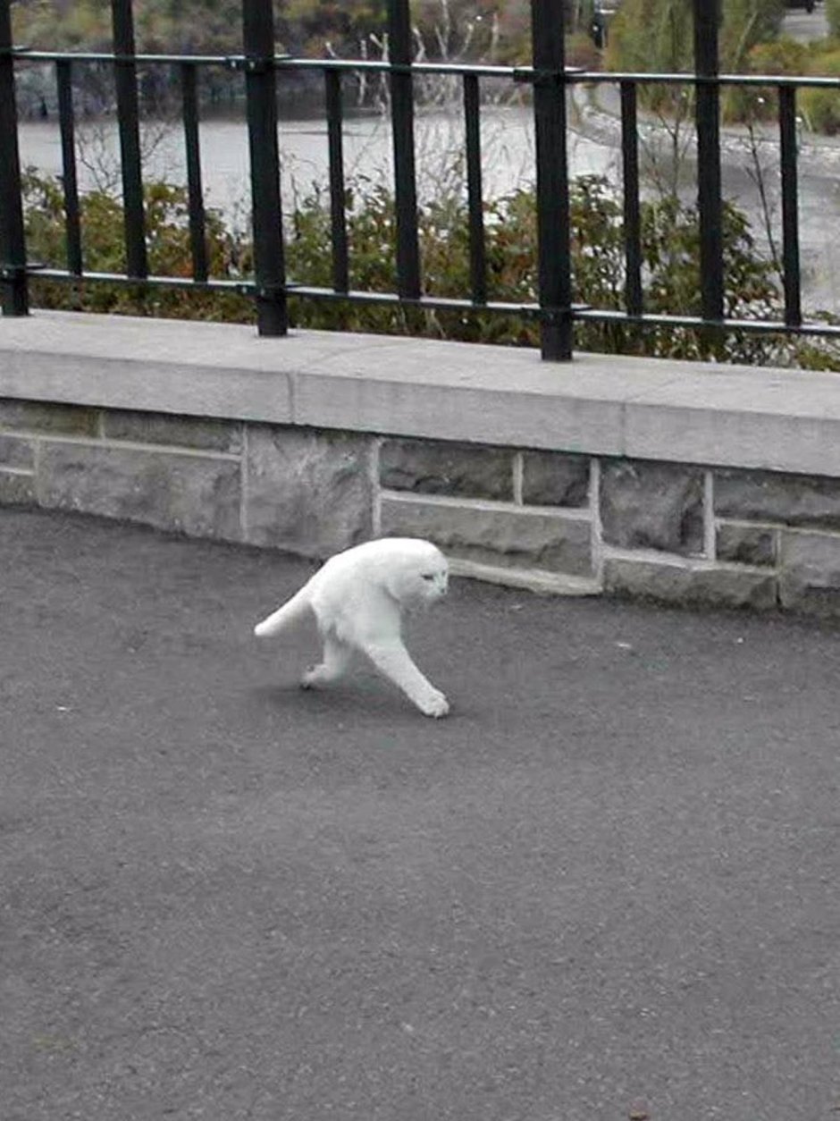 Кот бритожоп