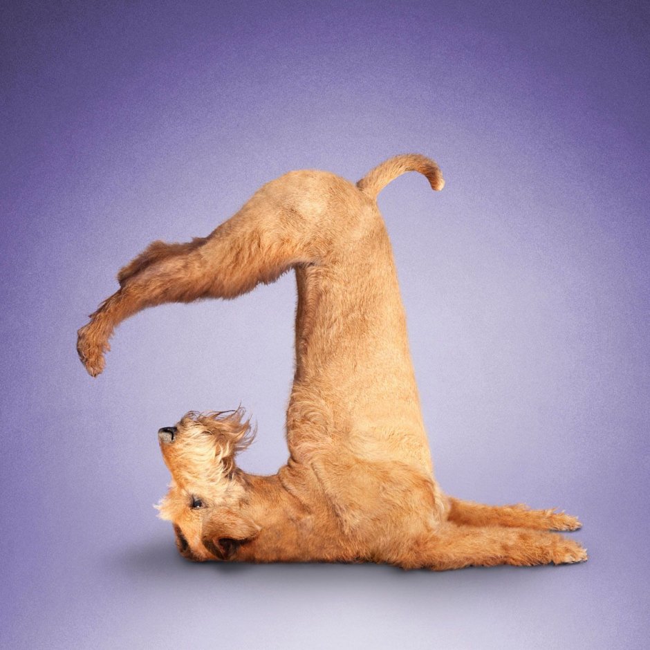Кот близко к камере