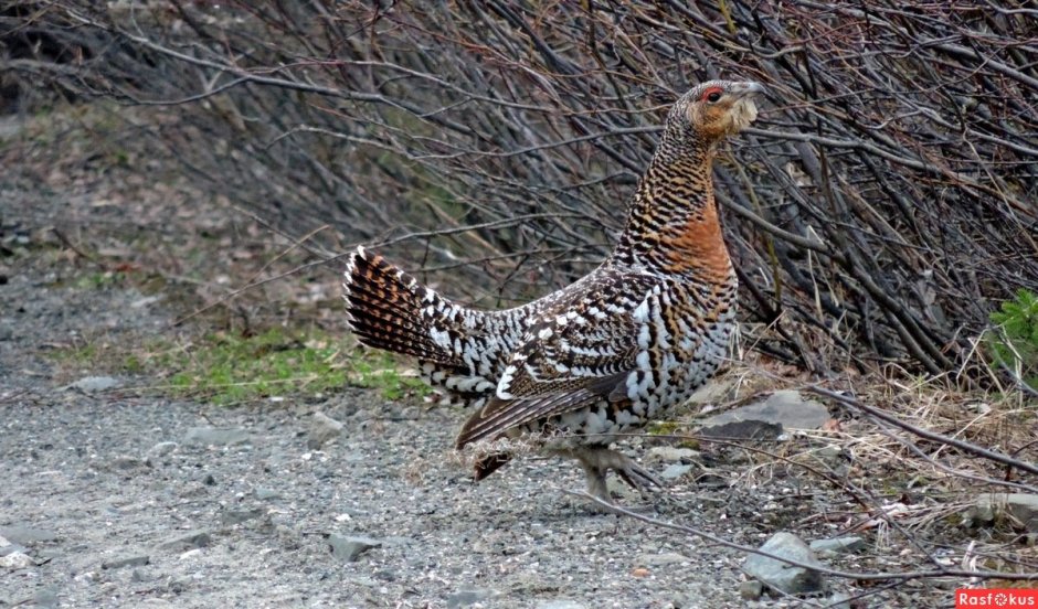 Глухарь и Капалуха