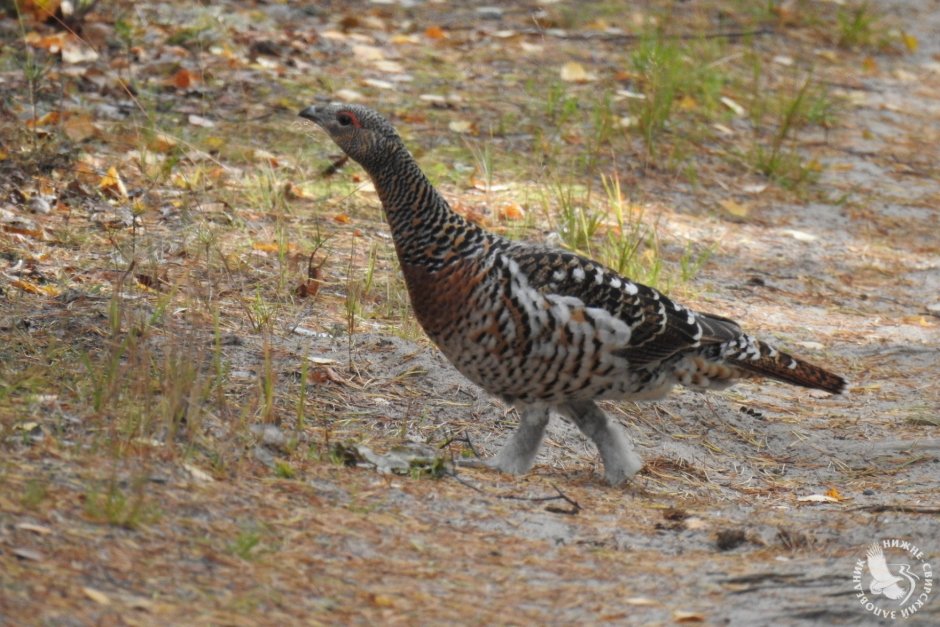 Глухарь (Tetrao urogallus)