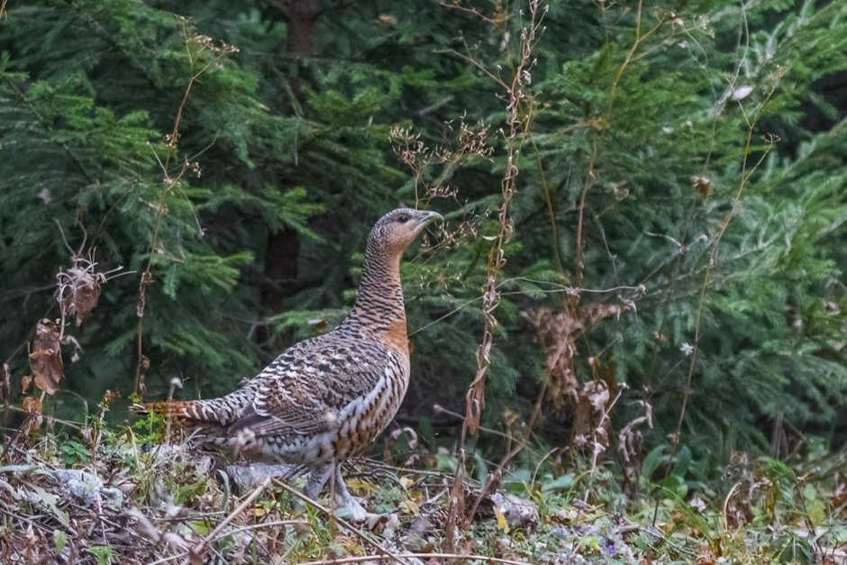 Tetrao urogallus зима