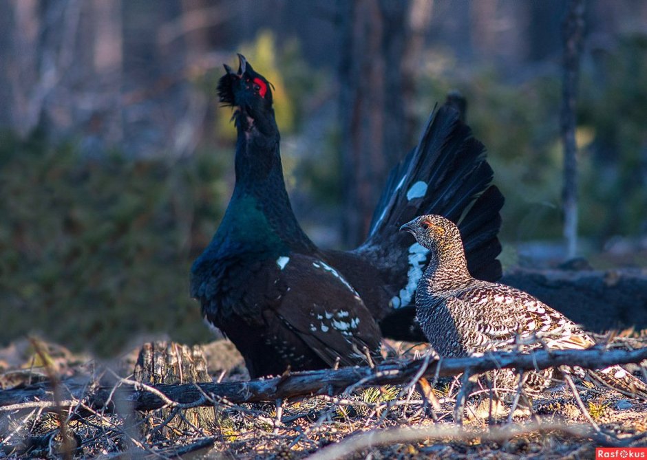 Ruffed Grouse
