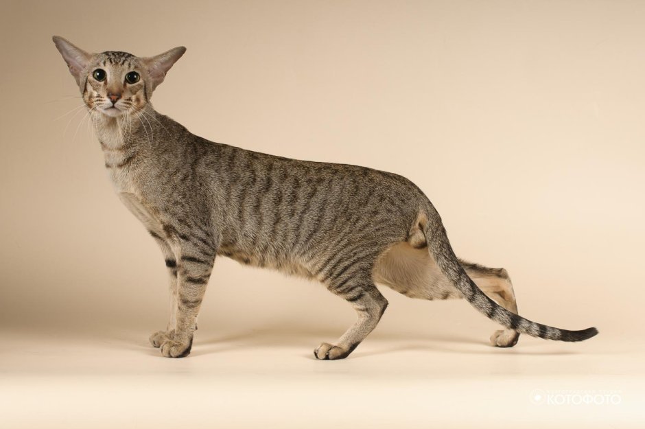 Oriental Cat tabby