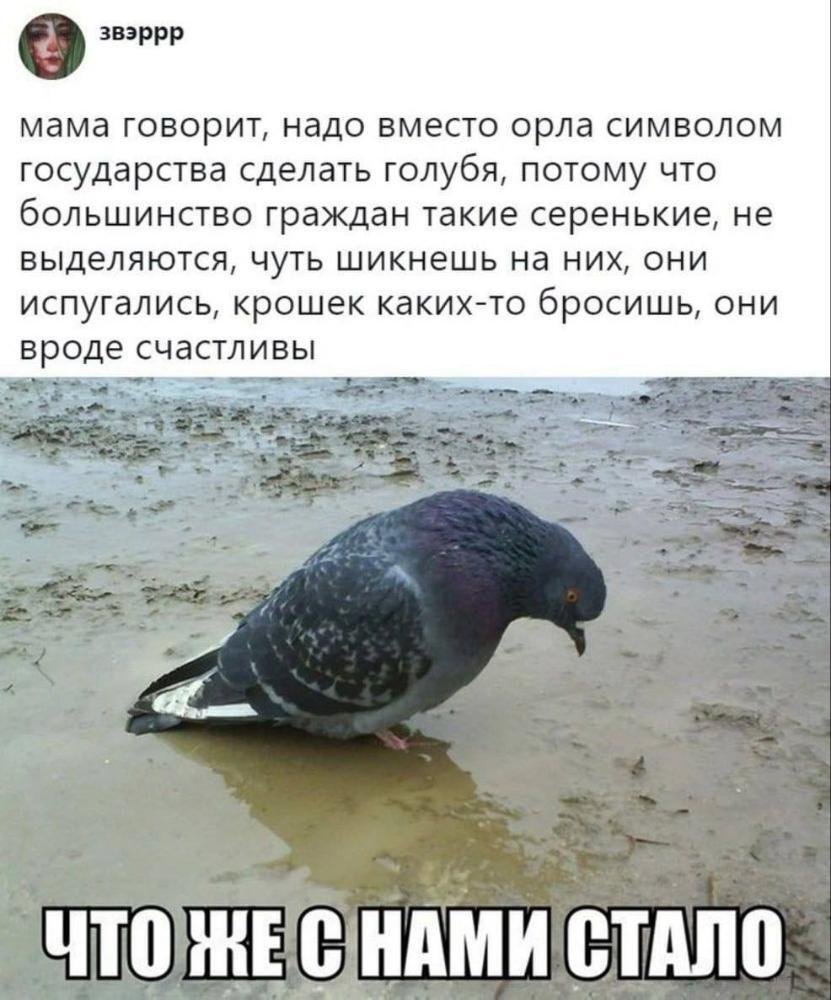 Голубь Женя
