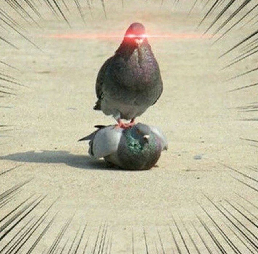 Голубь сидит