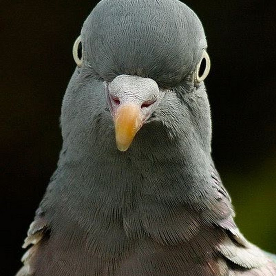 Голубь с глазами спереди