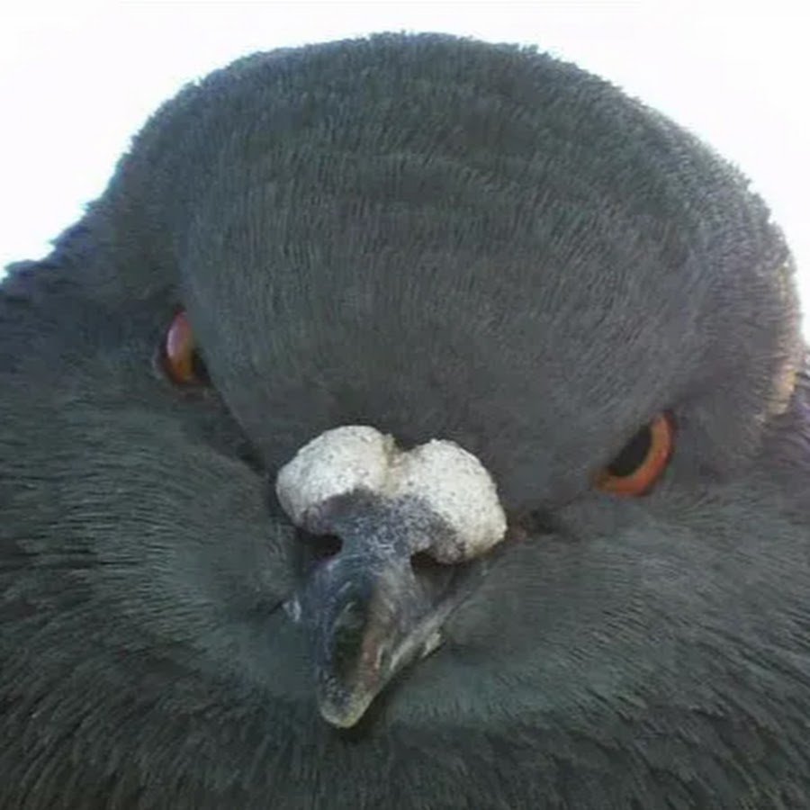 Смешной голубь