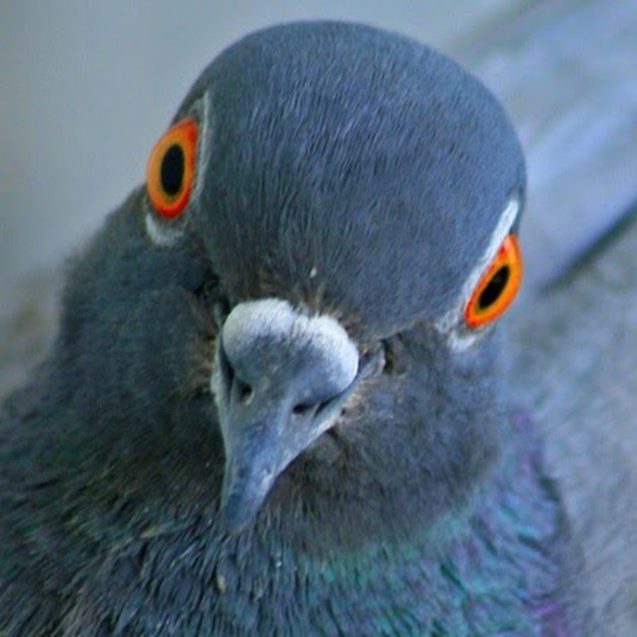 Почтовый голубь