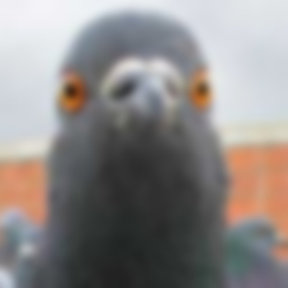 Удивление голубя