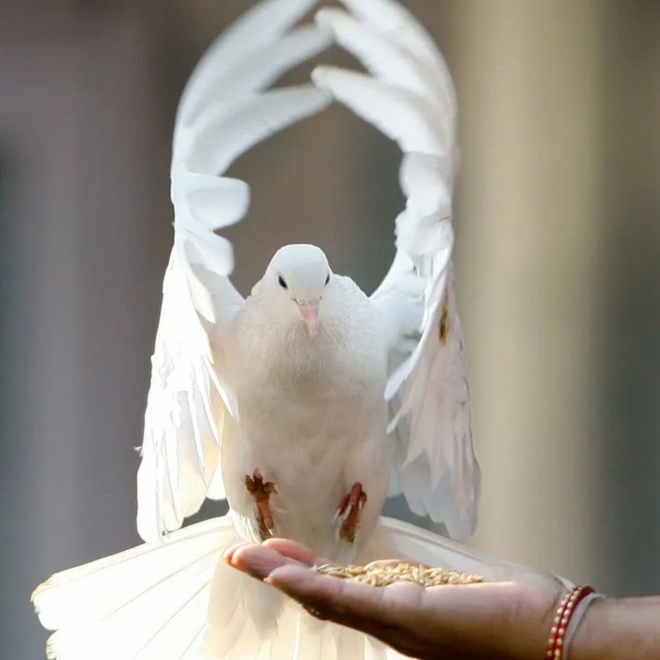 Белокурые голуби