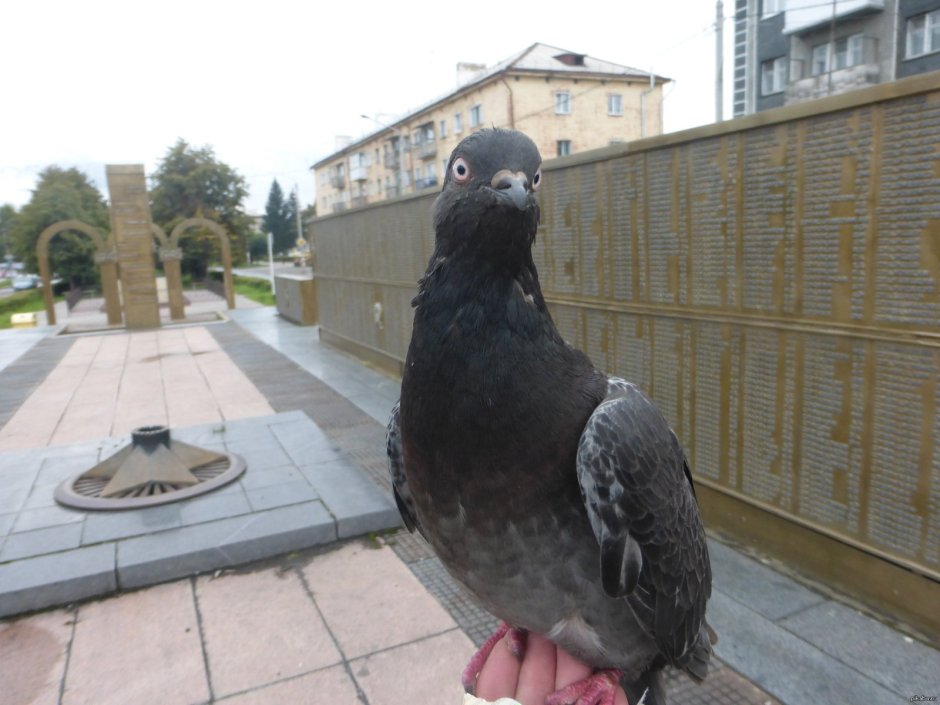 Механический голубь