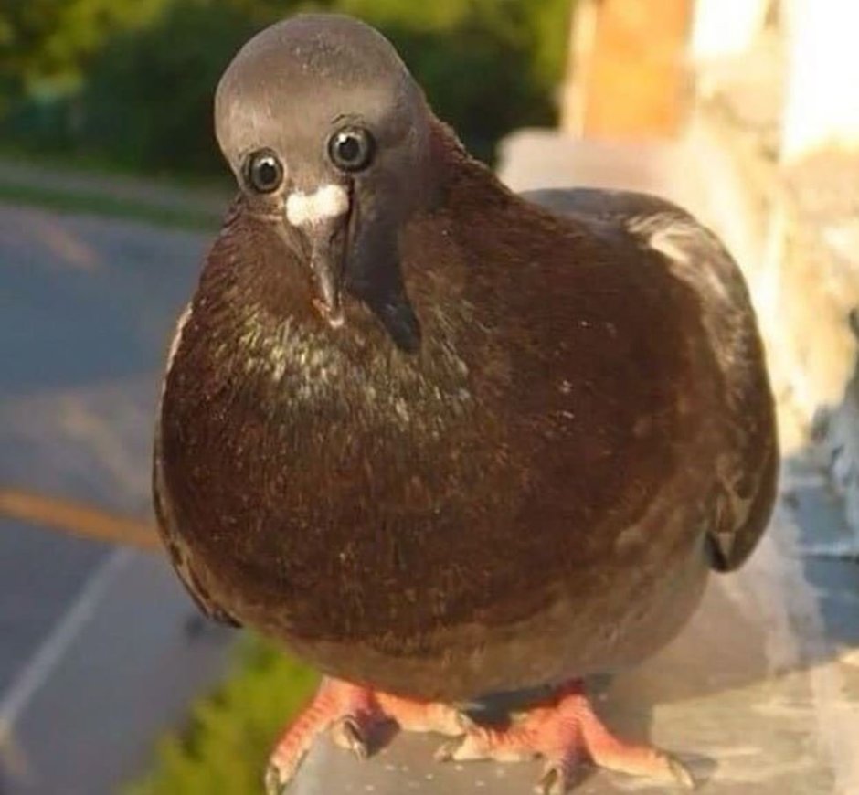 Тупой голубь