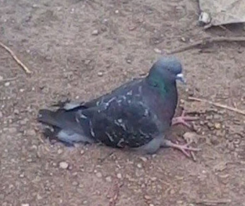 Грустный голубь