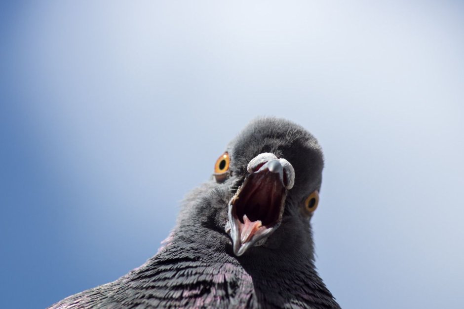 Удивленный голубь