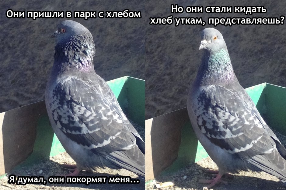 Шутки про голубей