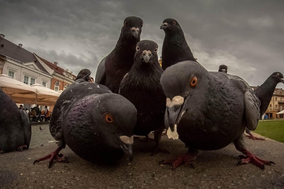 Голуби качки