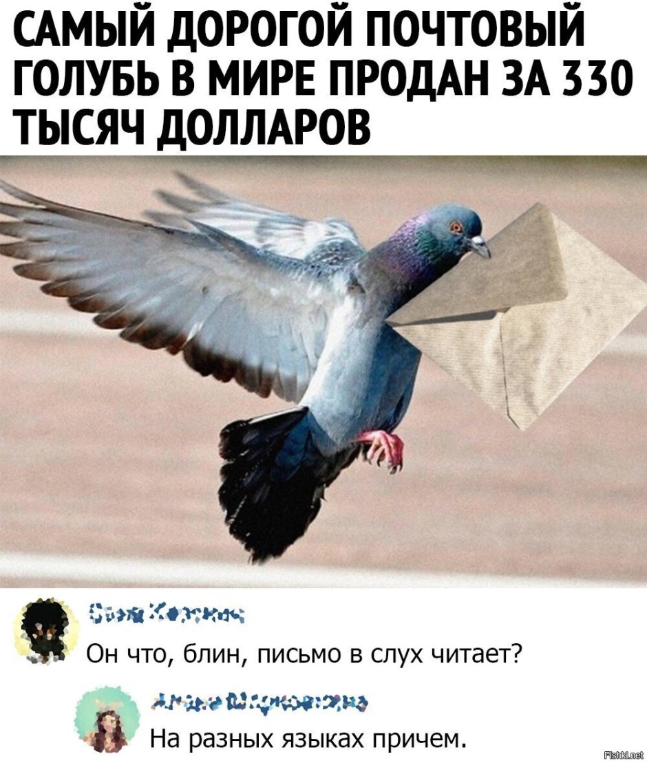 Если бы у голубя были глаза спереди