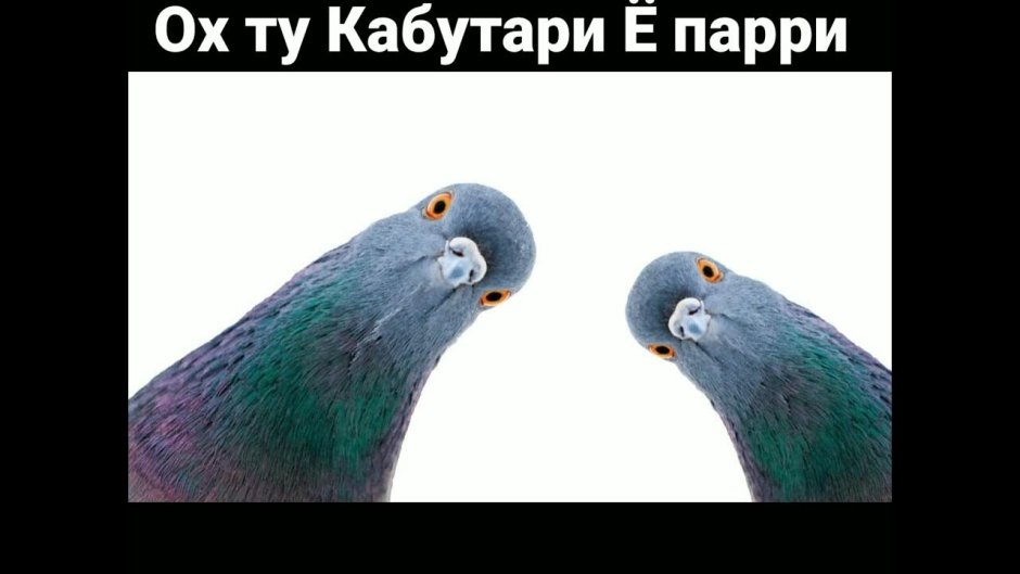 Я ещё никогда так не завидовала голубям