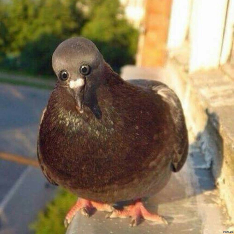Наглый голубь
