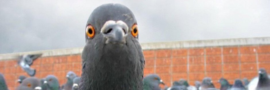 Боевой голубь