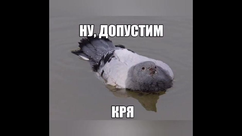 Мемы с голубями