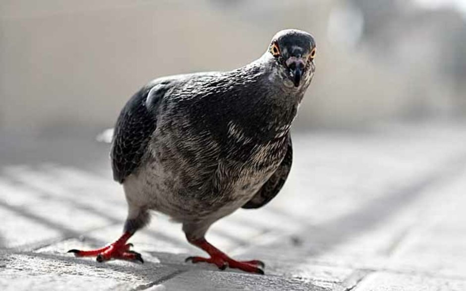 Смешные Чайки