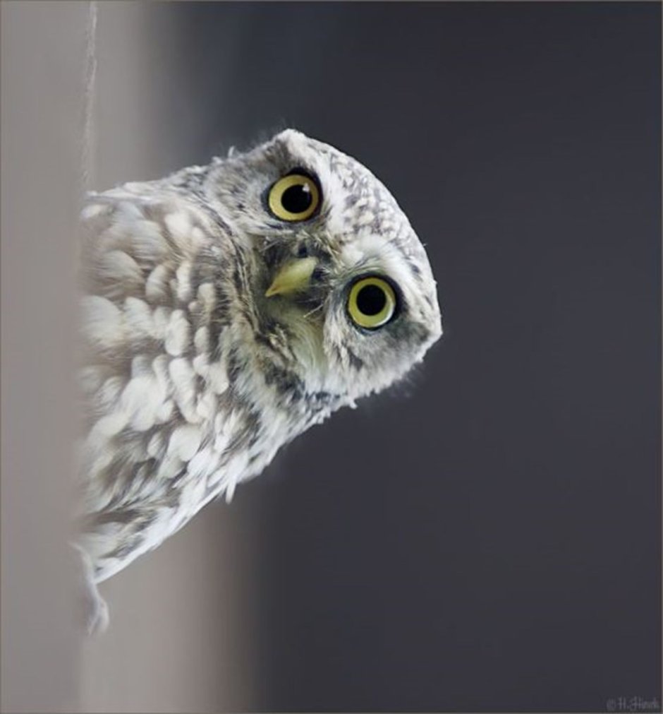 Сова выглядывает