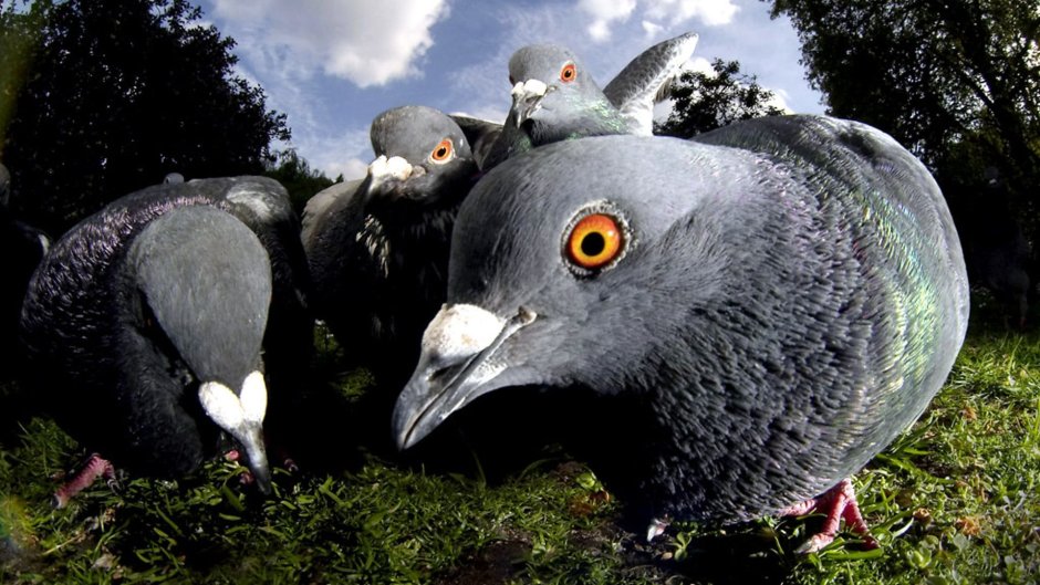 Удивленный голубь