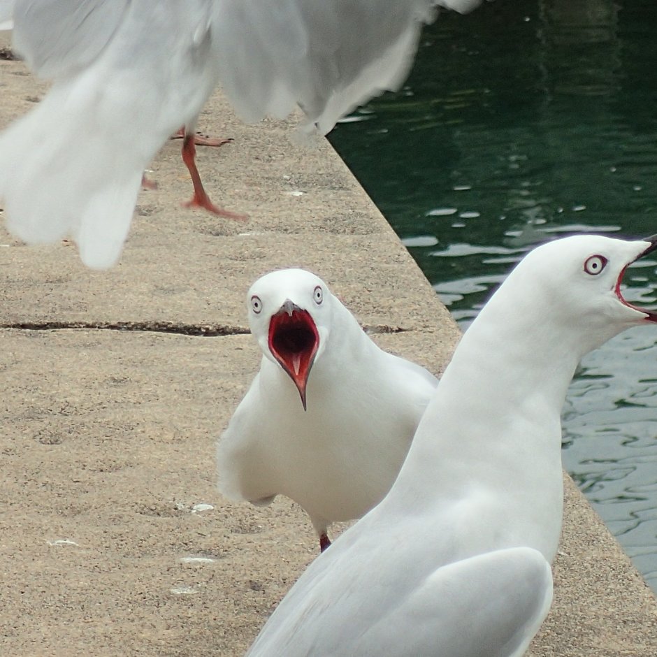 Кровавая милота Алекс Солис