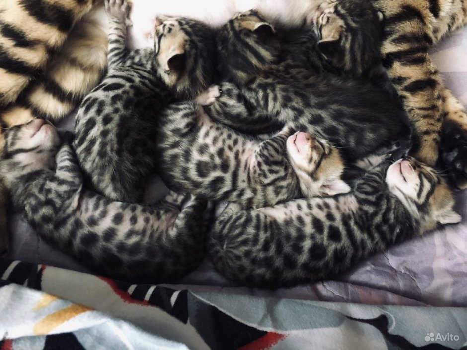 Бенгальские кошки даром