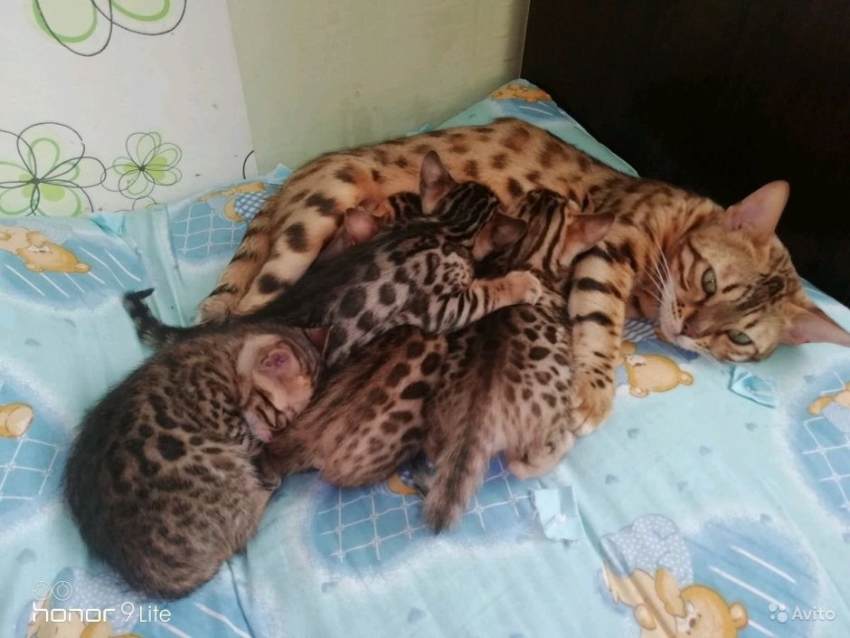 Новорожденный бенгальский котенок