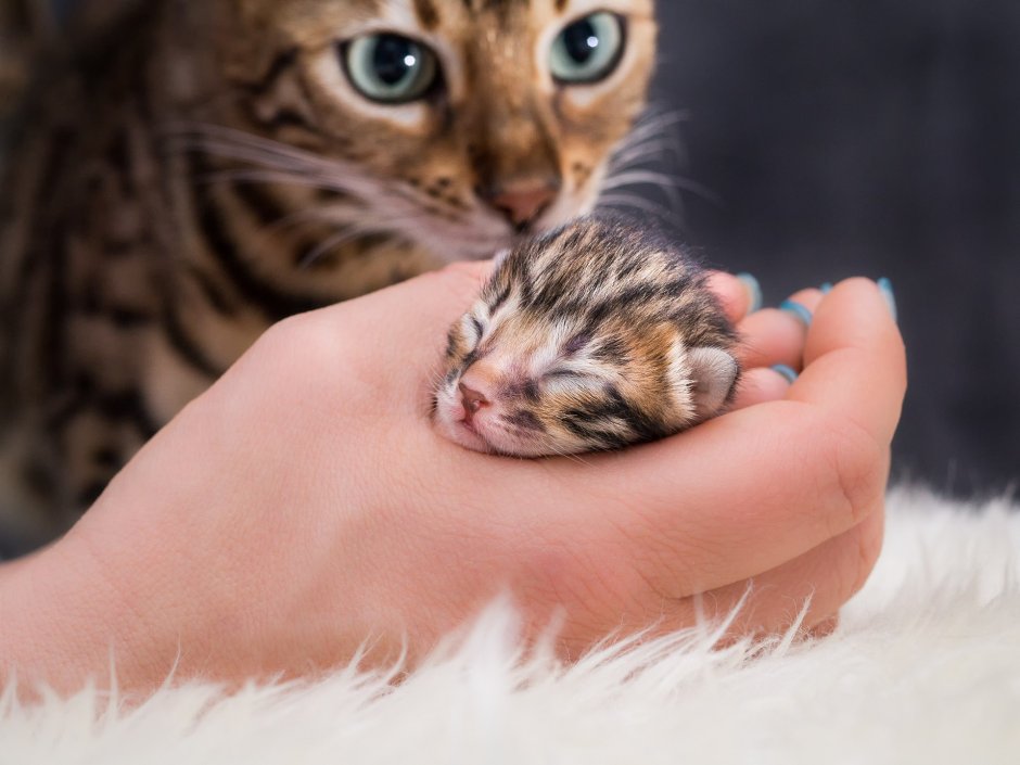Бенгальская кошка котята Новорожденные