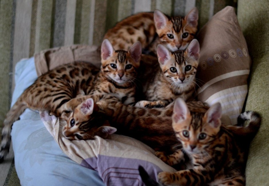 Бенгальская кошка