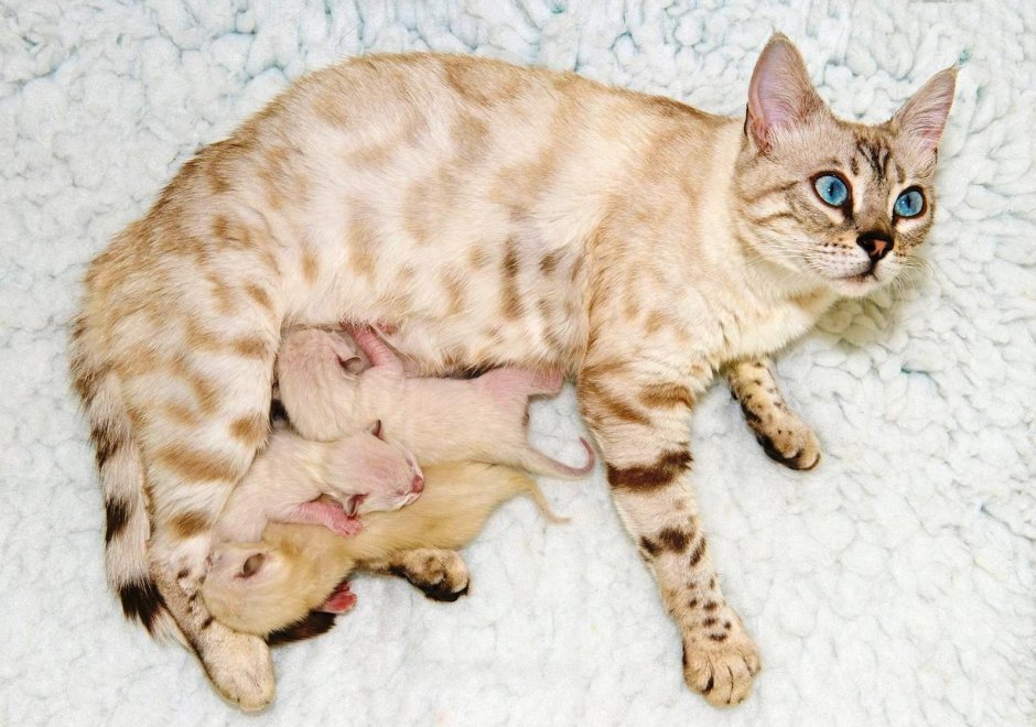 Бенгальская кошка белая