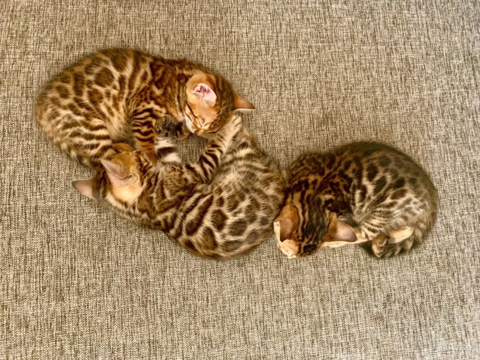 Бенгальские котята маленькие много