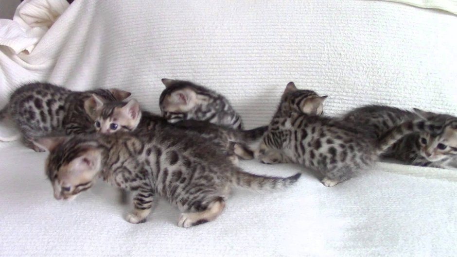 Бенгальская кошка котенок