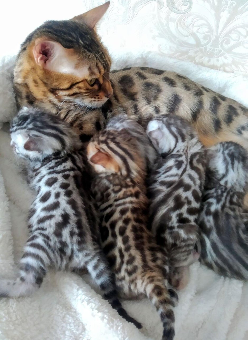 Бенгальские котята 1 месяц
