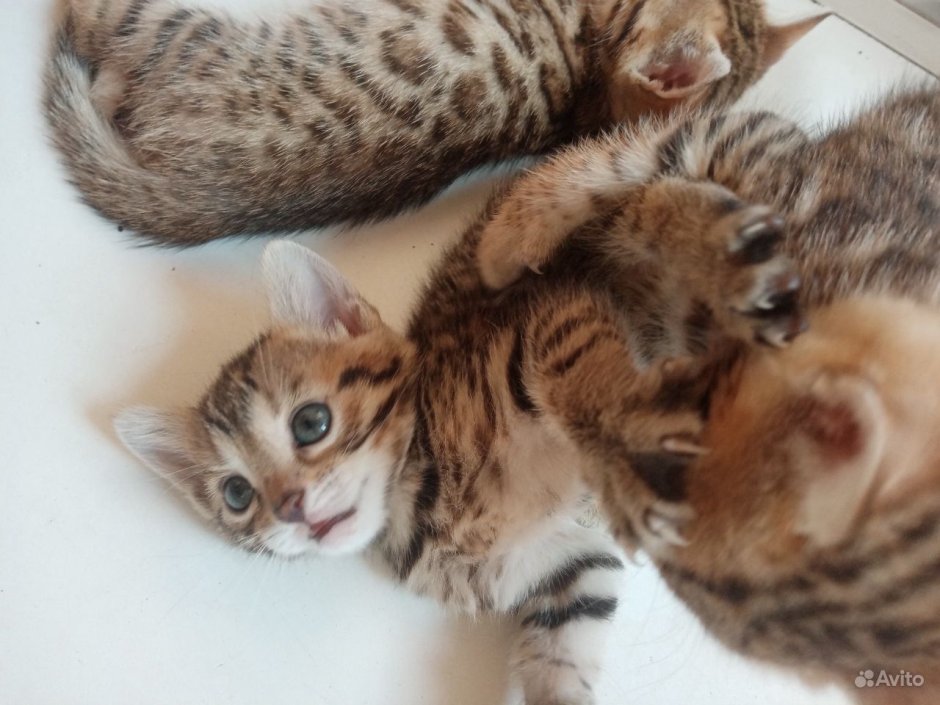 Новорожденные котята бенгалов