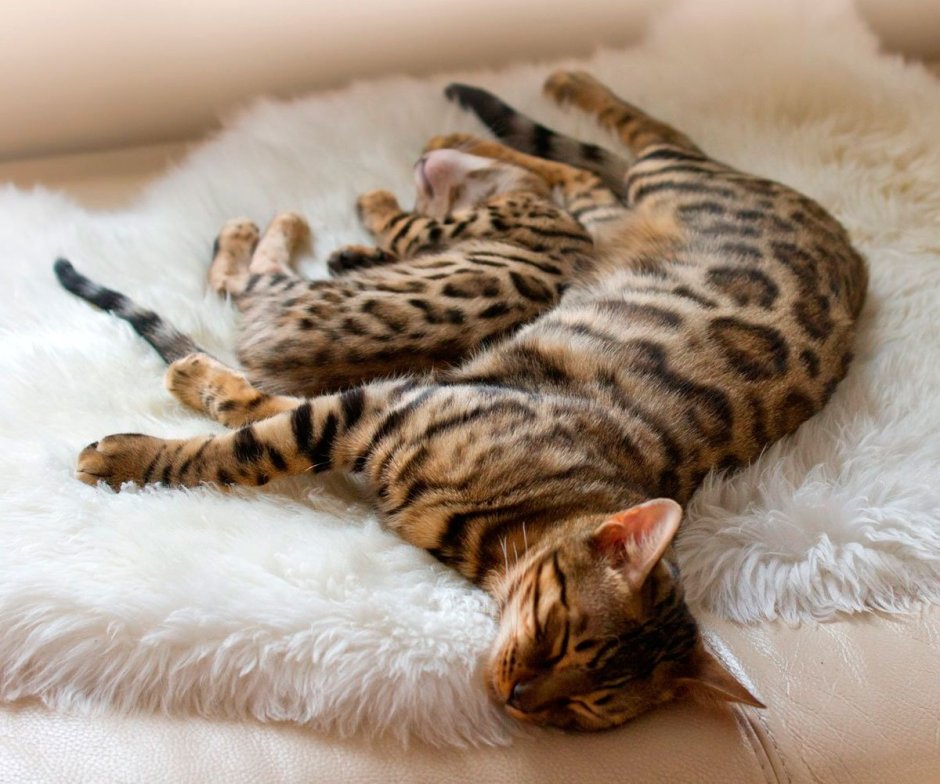 Спящий котик